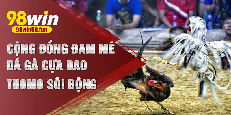 Cộng đồng đam mê đá gà cựa dao Thomo sôi động