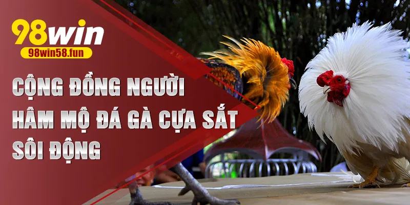 Cộng đồng người hâm mộ đá gà cựa sắt sôi động