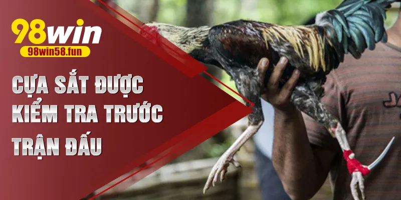 Cựa sắt được kiểm tra trước trận đấu