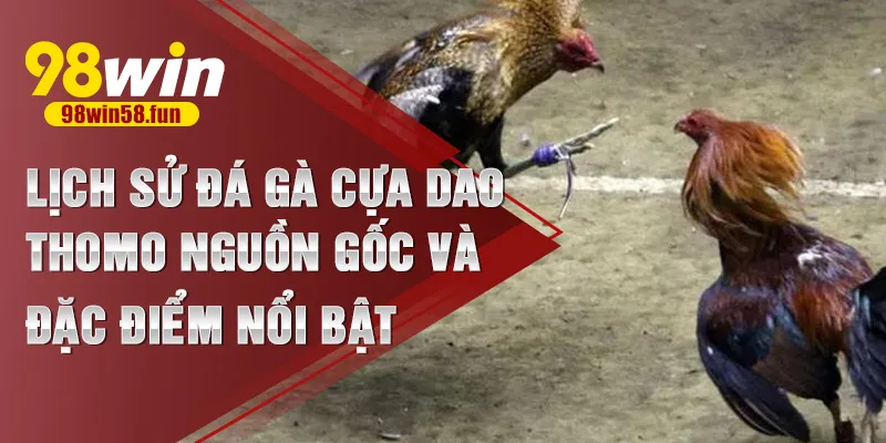 Đá gà cựa dao Thomo