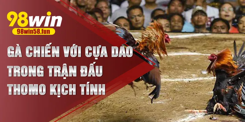 Gà chiến với cựa dao trong trận đấu Thomo kịch tính