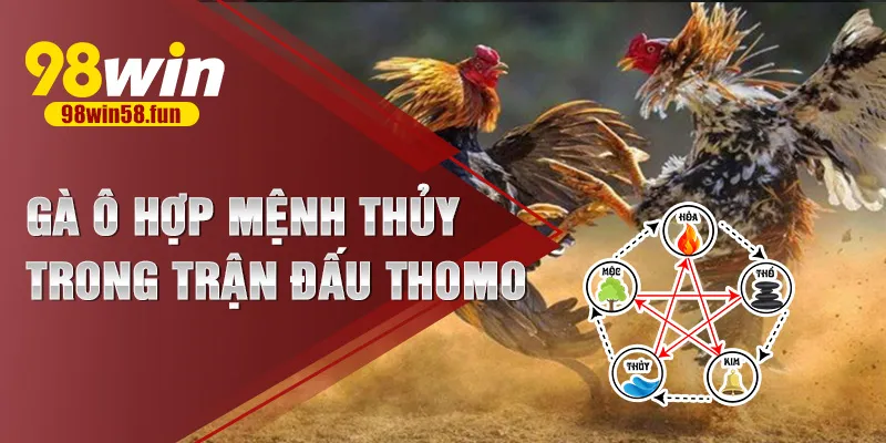 Gà ô hợp mệnh Thủy trong trận đấu Thomo
