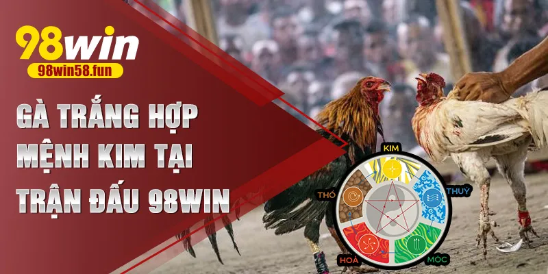 Gà trắng hợp mệnh Kim tại trận đấu 98win