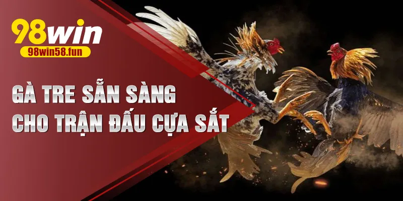 Gà tre sẵn sàng cho trận đấu cựa sắt