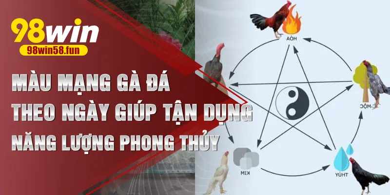 Màu mạng gà đá theo ngày giúp tận dụng năng lượng phong thủy
