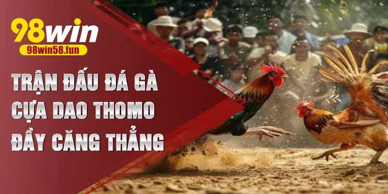 Trận đấu đá gà cựa dao Thomo đầy căng thẳng