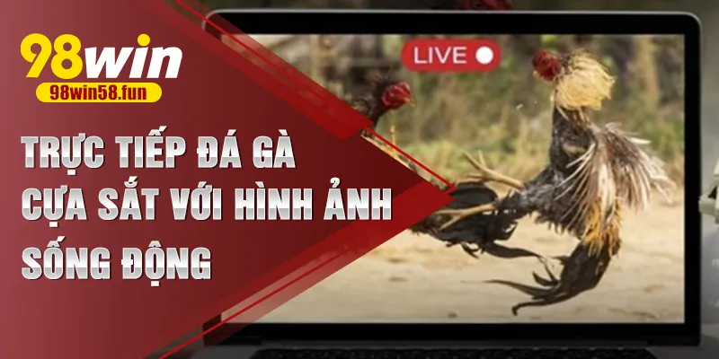 Trực tiếp đá gà cựa sắt với hình ảnh sống động